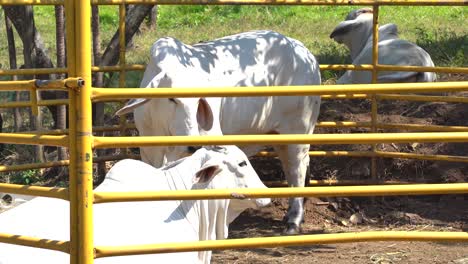 White-cows-in-corral