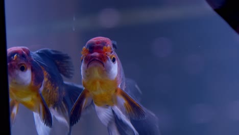 Closeup-of-lionhead-goldfish-looking-for-food