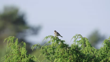 Fieldfare-Bird-Perching-On-Tree-Branch-With-Bokeh-Background