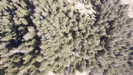 Drone-Desciende-Sobre-Un-Jugoso-Bosque-De-Abetos-Suizos-Verdes-En-Un-Clima-Soleado