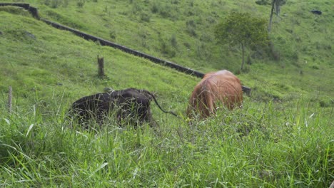 Two-cows-eating-on-a-farm-far-away