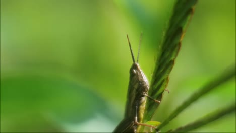 Green-grasshopper-sitting-on-the-leaf,-grasshopper-close-up-video