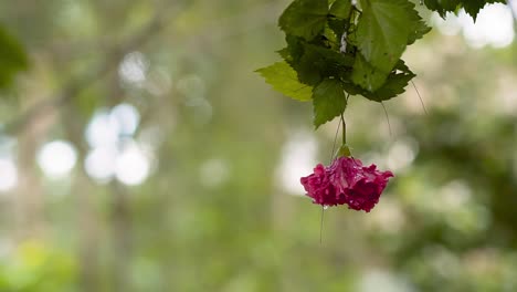 Hanging-Red-Flower-Hibiscus-Rosa-Sinensis-Against-Green-Bokeh-Forest-Background