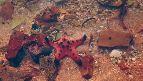 A-Protoreaster-nodosus-or-Horned-sea-star-commonly-known-as-or-chocolate-chip-sea-star-in-shallow-tropical-waters