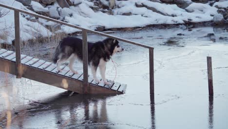 Alaskan-Malamute-On-Wooden-Stairs-Looking-In-The-Icy-Water-At-Winter