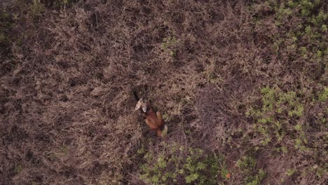 Maned-wolf-seen-from-drone-while-eats-lobeira-wolf-fruit