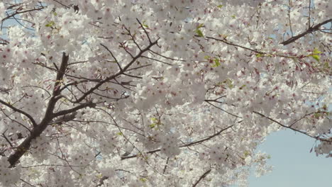 Slow-motion-close-up-panning-across-a-cherry-tree-branch-covered-in-flowers