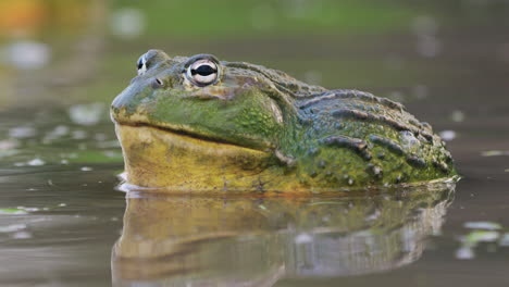 Close-Up-Of-Male-African-Bullfrog-In-Shallow-Pond-Water-During-Mating-Season