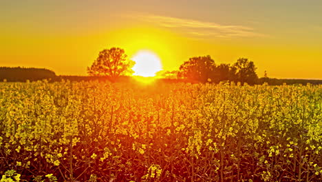 Goldene-Sonne,-Die-über-Einem-Blühenden-Rapsfeld-Untergeht