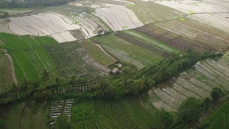 Descending-aerial-view-of-over-flooded-rice-fields-during-cloudy-day-after-storm-in-Indonesia