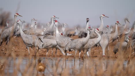 lock-of-sandhill-cranes-drinking-from-a-dry-bank-in-Arizona