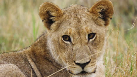 Ruhige-Löwin-Dreht-Ihren-Kopf-Im-Moremi-Wildreservat,-Botswana-–-Nahaufnahme