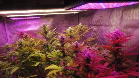 Mature-cannabis-plants-with-leaves-blowing-in-wind-growing-under-full-spectrum-LED-lights-in-DIY-home-grow-for-medical-CBD-THC-weed-marijuana-hemp-pot