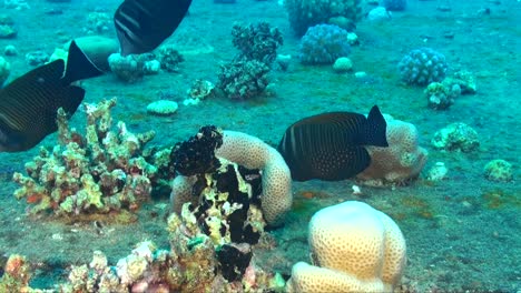 Two-Rabbitfish-swimming-over-reef-with-hard-corals