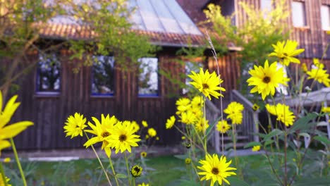 Sieben-Linden-Eco-Village-building,-yellow-flowers-on-foreground,-pan,-day