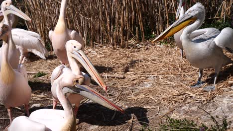 Slow-motion-shot-of-female-and-male-pelicans-fighting-each-other-in-straw-field-during-summer