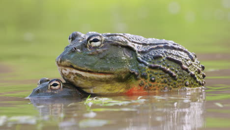 A-couple-of-African-giant-bullfrogs-mating-in-water,-South-Africa