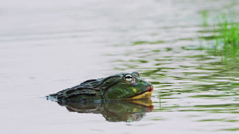 African-Bullfrog-With-Green-Warty-Skin-In-Central-Kalahari-Game-Reserve,-Botswana