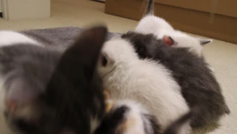 Calico-Cat-Nursing-Baby-Kittens