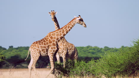 Jirafas-Africanas-En-El-Hábitat-Del-Kalahari-Central-En-La-Reserva-Natural-En-Botswana,-áfrica-Del-Sur