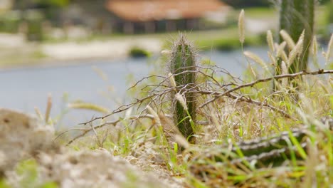Small-cactus-nestled-amongst-dry-wild-grass-by-the-side-of-the-road-in-the-Caribbean