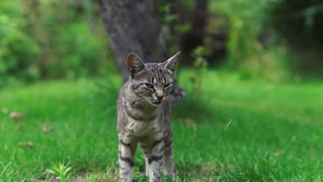 Slow-motion-video-of-a-domestic-cat-looking-straight-to-camera-and-then-running-away-with-green-grass-background