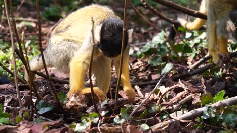 Cute-Yellow-Squirrel-Monkeys-foraging-and-digging-forest-for-food-during-sunlight---close-up-shot