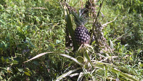 Pineapple-fruit-ripening-on-pineapple-plant-in-tropical-rainforest
