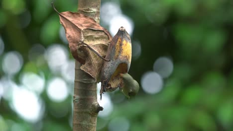 adult-orange-bellied-flowerpecker-bird-and-chick-eating-banana