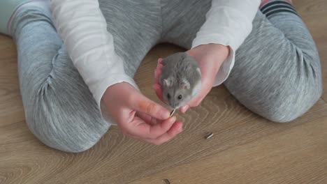 The-hand-of-the-child-feeding-the-little-dzungarian-hamster-with-sunflower