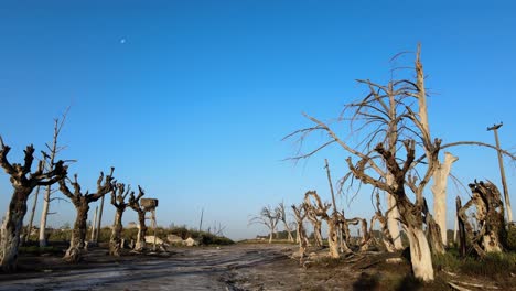 Eerie-sight-of-lifeless-trees-at-historic-flooded-town,-Villa-Epecuen