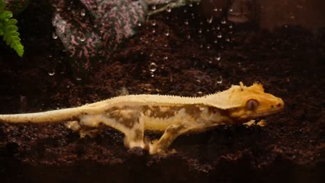 Crested-gecko-walking-on-dirt-in-terrarium