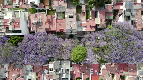 drone-shot-of-Jacarandas-growing-in-mexico-city