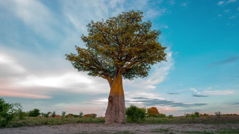 Árbol-Baobab-En-El-Parque-Nacional-Nxai-Pan-En-Botswana