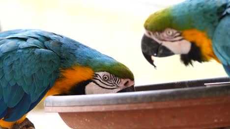 Closeup-of-two-Ara-Parrots-eating-Sunflower-Seeds-from-bowl-in-zoo-during-sunny-day-outdoors