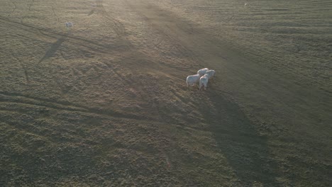 White-Sheeps-Walking-In-The-Grassland-At-Sunrise-In-Ireland