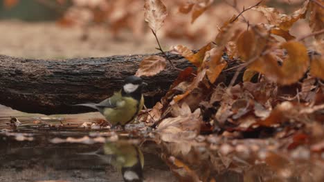 Great-tit-bird-jumping-in-water-with-fallen-orange-leaves-in-autumn