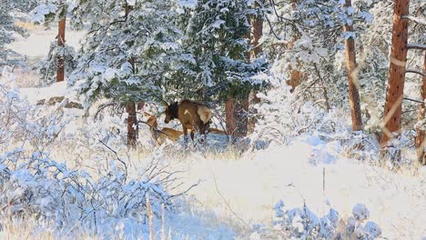 Cow-elk-and-calf-standing-at-the-edge-of-a-pine-forest-and-field-with-fresh-snow-on-the-ground