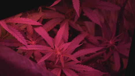 Cultivo-Casero-De-Marihuana-Cannabis-Que-Sopla-En-El-Viento-Dentro-De-Una-Carpa-De-Cultivo-Doméstico-Con-Iluminación-LED-Artificial-De-Espectro-Completo