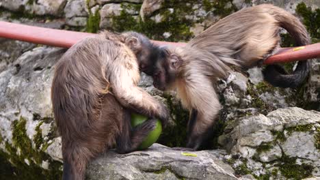Closeup-of-cute-Capuchin-Monkeys-resting-on-rock-and-eating-fresh-Mango-Fruit-in-Nature