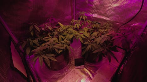Medizinische-Cannabis-Marihuana-Hanfpflanze,-Die-Unter-Vollspektrum-LED-Lichtern-In-Einem-Reflektierenden-Wachstumszelt-Wächst,-Zeitraffer,-Einatmen,-Ausatmen,-Langzeitbelichtung