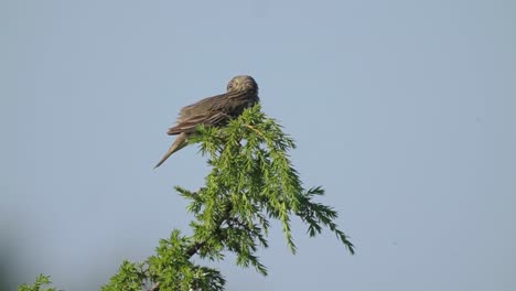 Close-up-of-tree-pipit-bird,-isolated-against-blue-sky,-top-of-green-branch,-day
