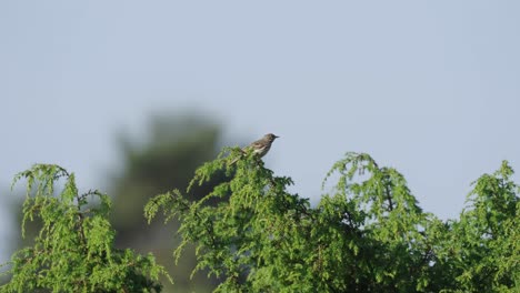 Pájaro-Wren-Descansando-Sobre-Un-Follaje-Verde-Y-Luego-Se-Va-Volando