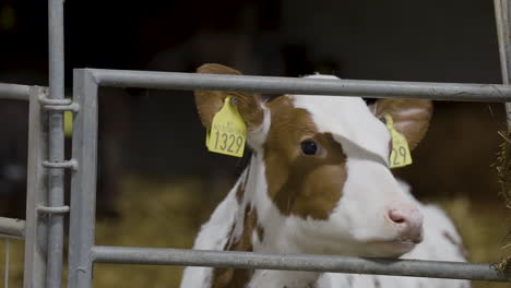 Cute-young-calf-staring-through-bars-of-its-holding-pen,-yellow-ear-tags