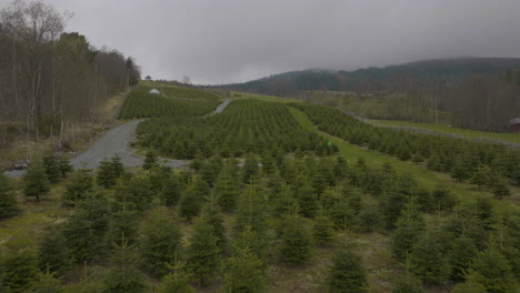 Fly-Over-Fir-Trees-Growing-On-A-Small-Plantation-With-Misty-Sky-In-Norway
