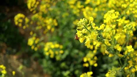 Bee-collecting-nectar-and-pollen-from-rapeseed-flower,-static-close-up
