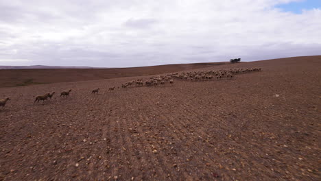Schafe-Laufen-über-Ausgedörrtes-Ackerland-Auf-Einem-Südafrikanischen-Bauernhof