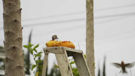 Birds-eating-ripe-papaya-fruit-on-top-of-a-ladder