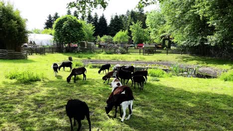 A-horde-of-goats,-billy-goats-and-baby-goats-grazing-on-a-green-meadow-next-to-a-farm-in-rural-Germany
