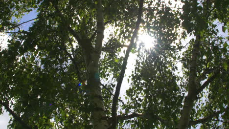 Summer-sun-through-silver-birch